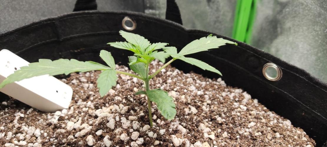 First grow ever. Week 3