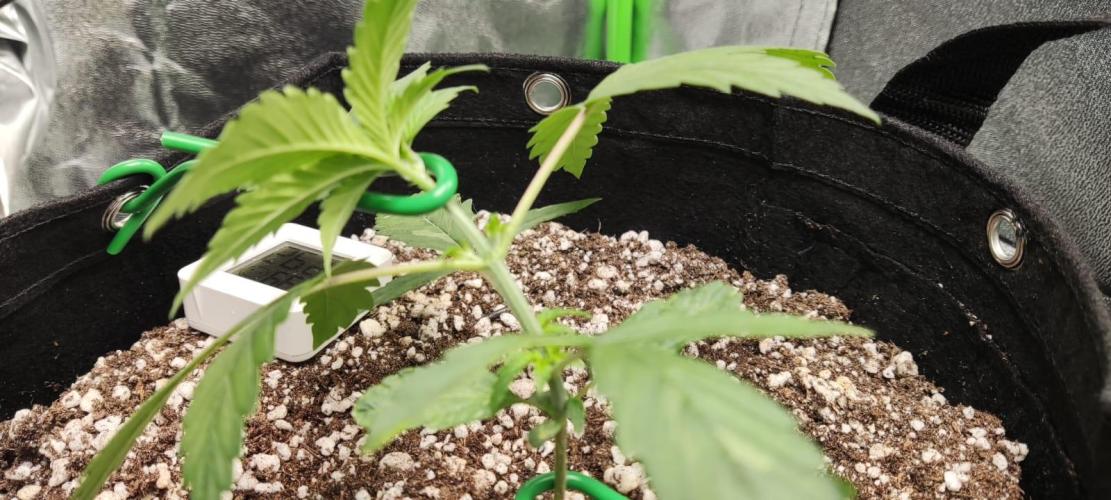 First grow ever. Week 3
