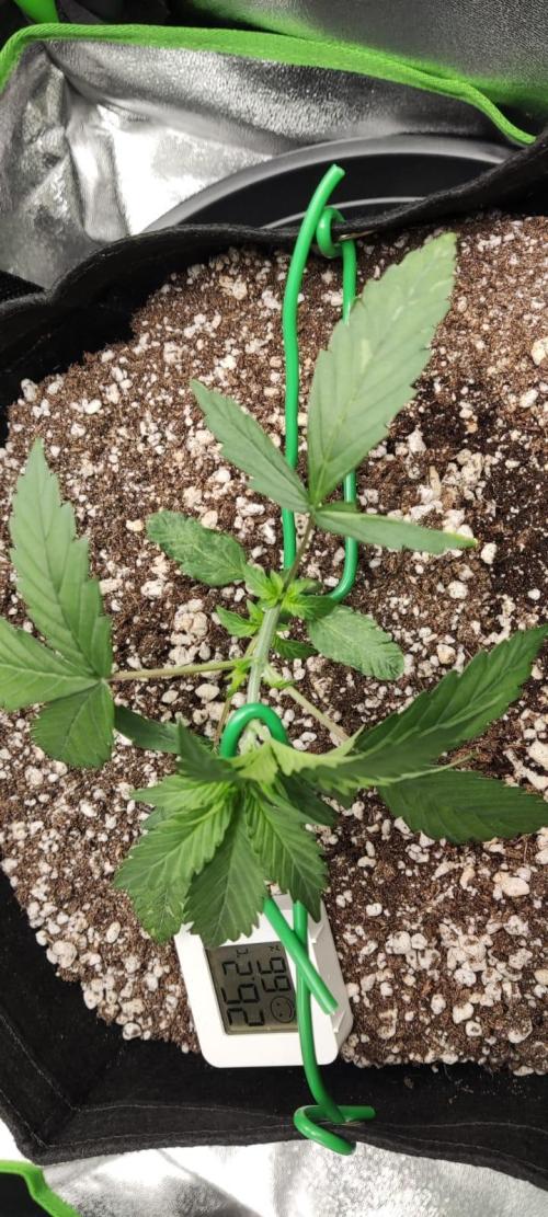 First grow ever. Week 3