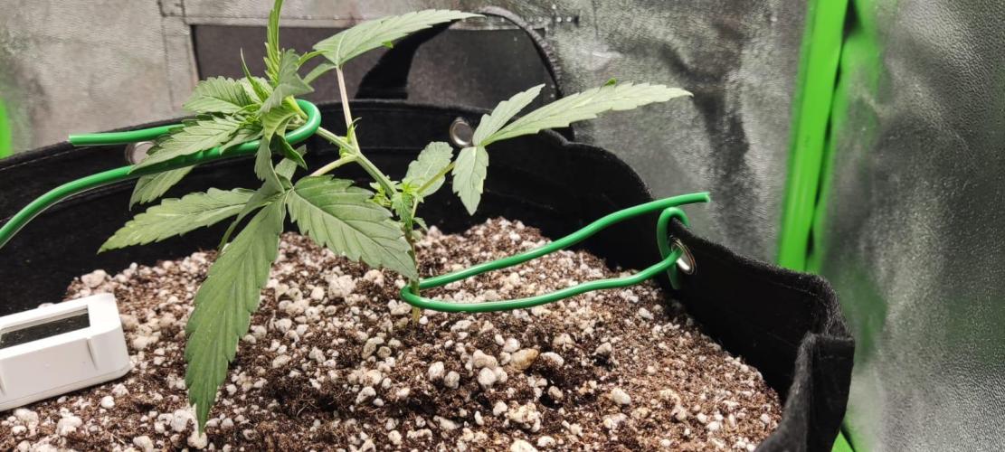 First grow ever. Week 3