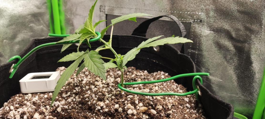First grow ever. Week 3