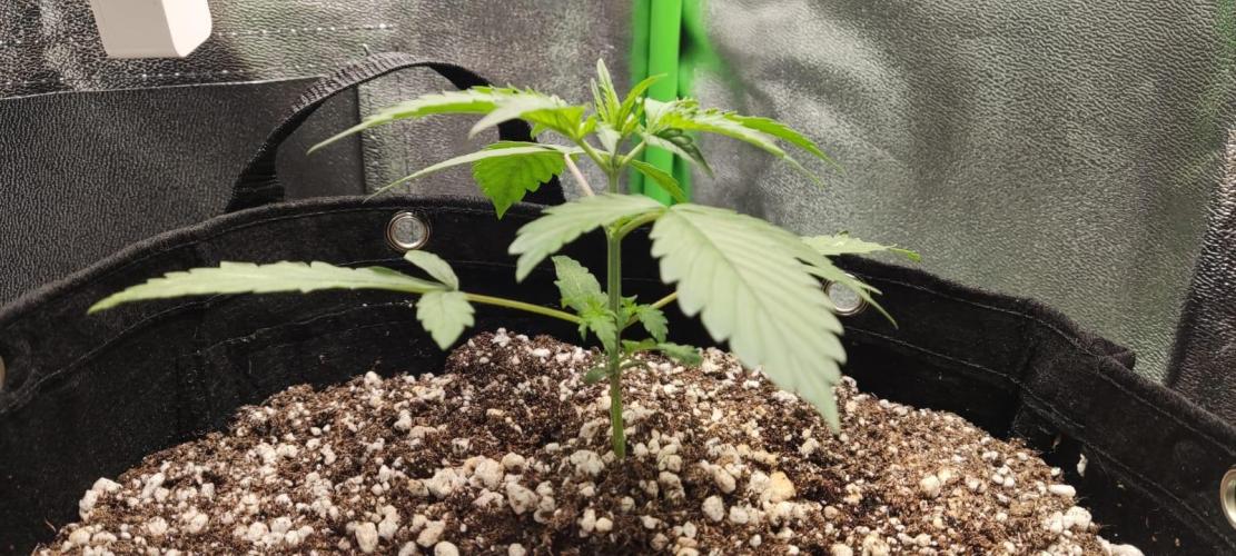First grow ever. Week 3