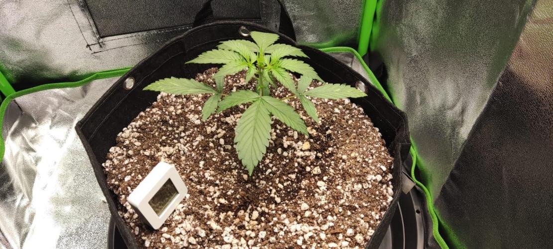 First grow ever. Week 3