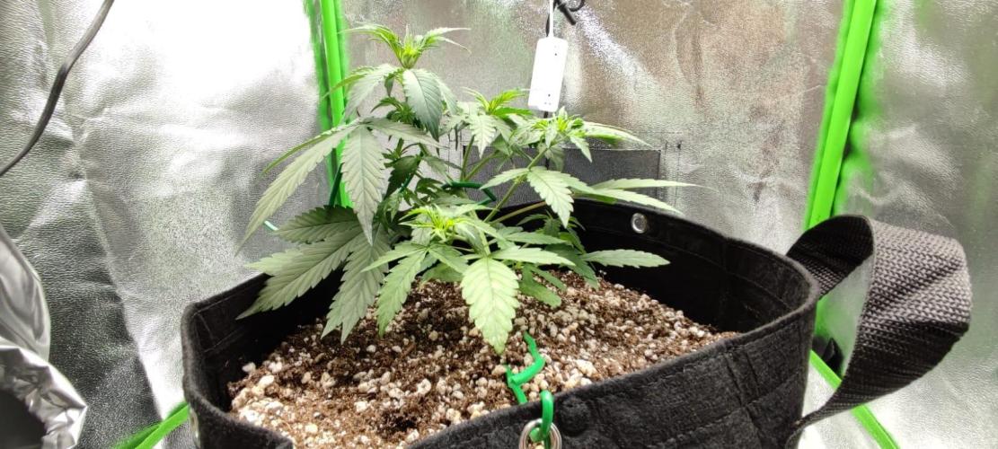 First grow ever. Week 4