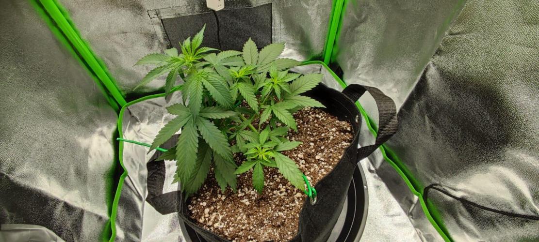 First grow ever. Week 4