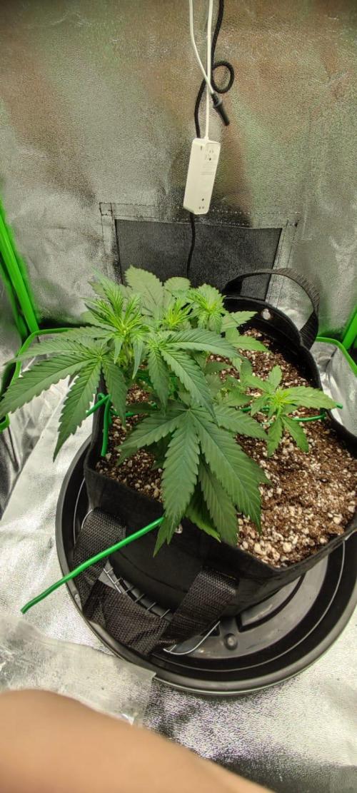 First grow ever. Week 4