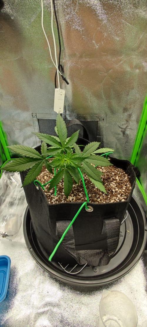 First grow ever. Week 4