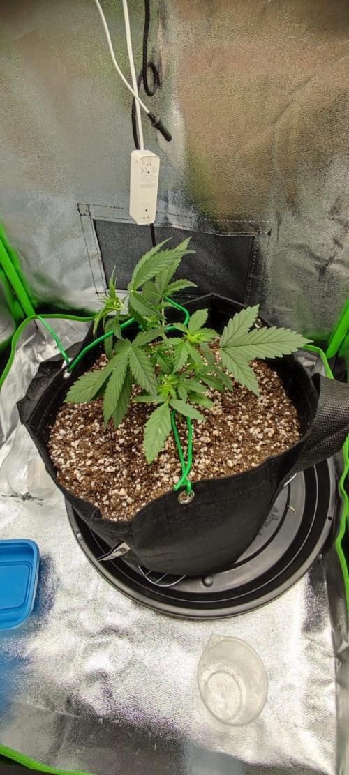 First grow ever. Week 4