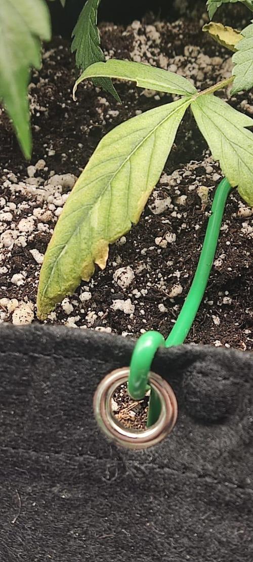 First grow ever. Week 5 - Second pair of leaves