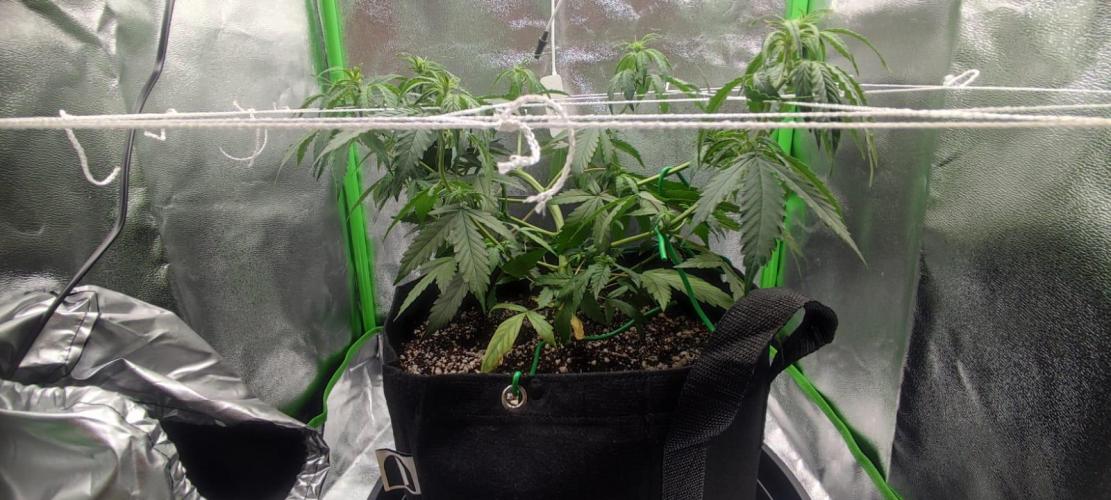 First grow ever. Week 5