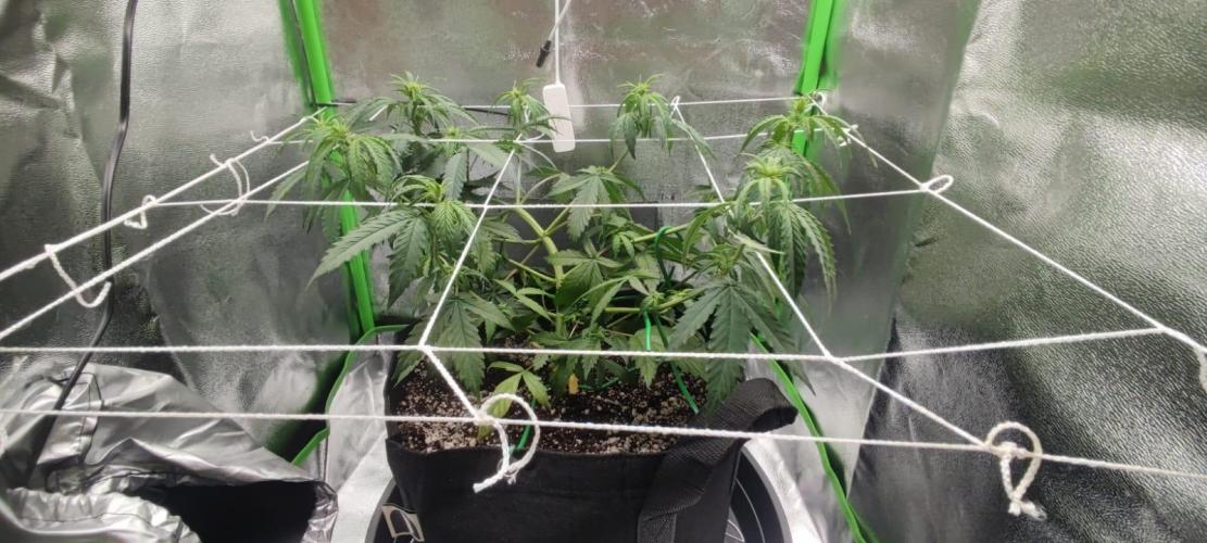 First grow ever. Week 5