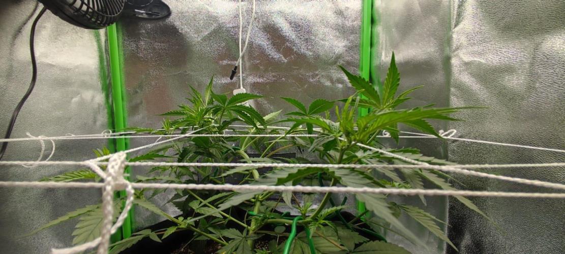 First grow ever. Week 5