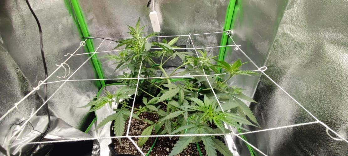 First grow ever. Week 5
