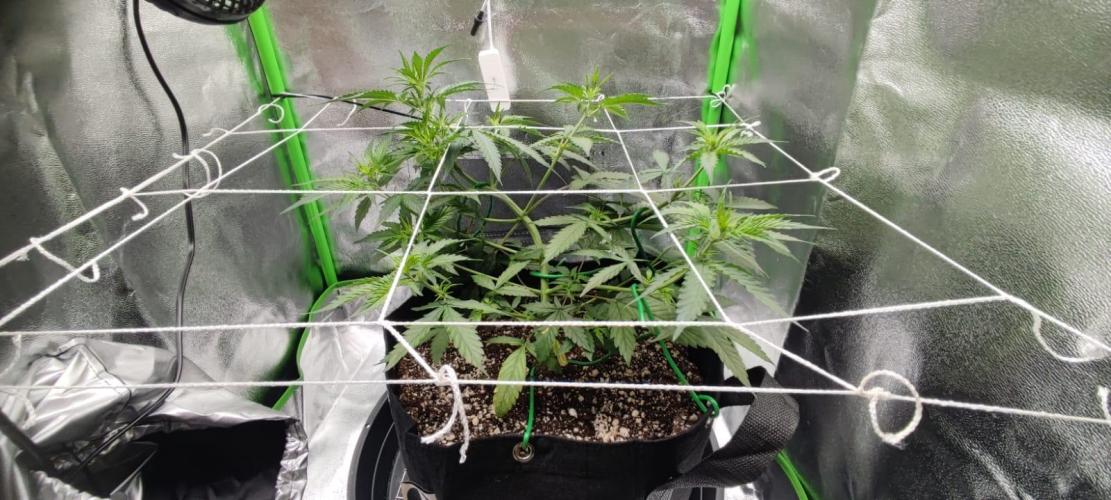 First grow ever. Week 5