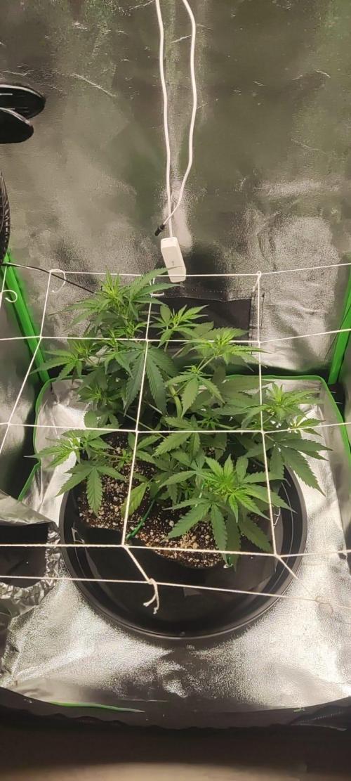 First grow ever. Week 5