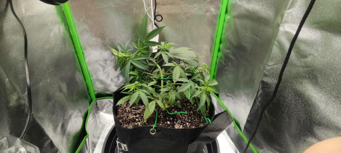 First grow ever. Week 5