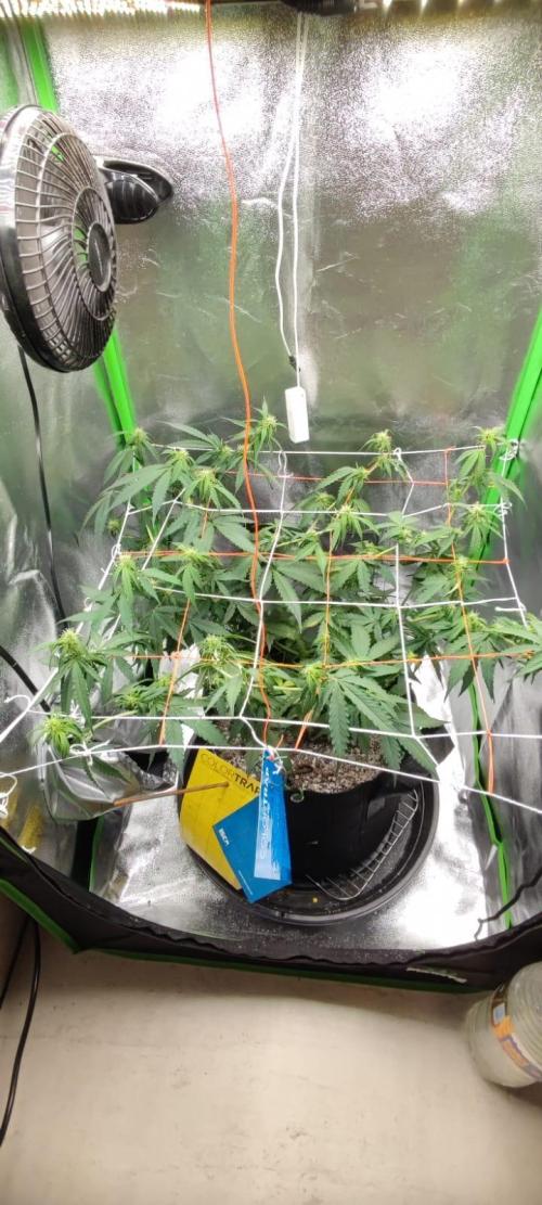 First grow ever. Week 6