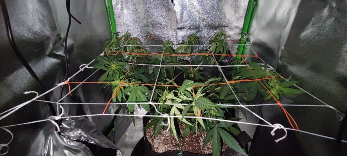 First grow ever. Week 6