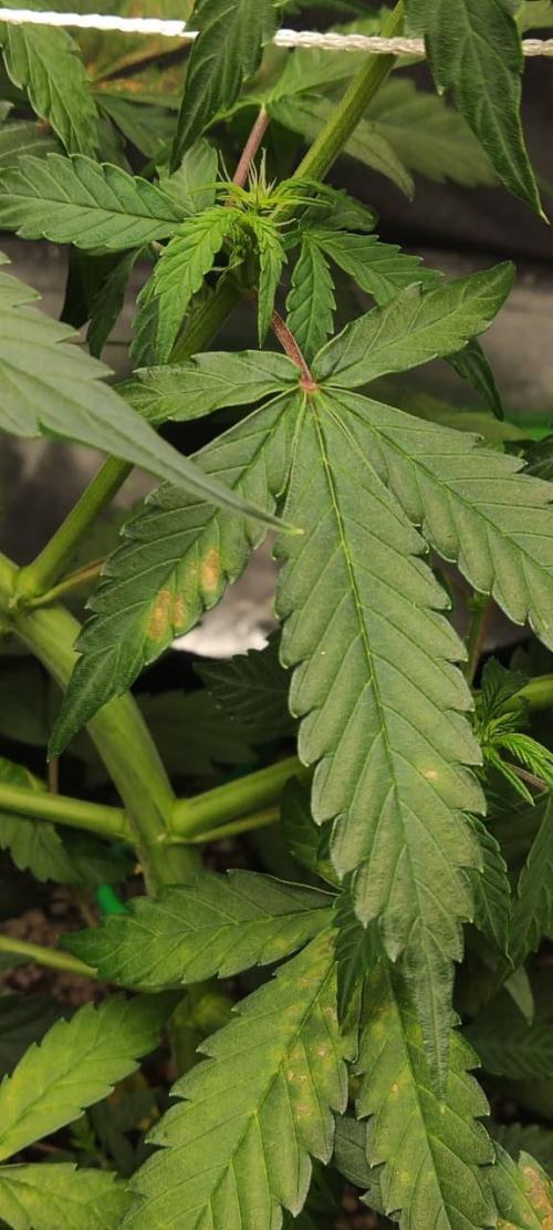 First grow ever. Week 6