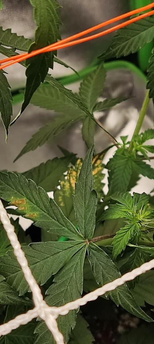 First grow ever. Week 6