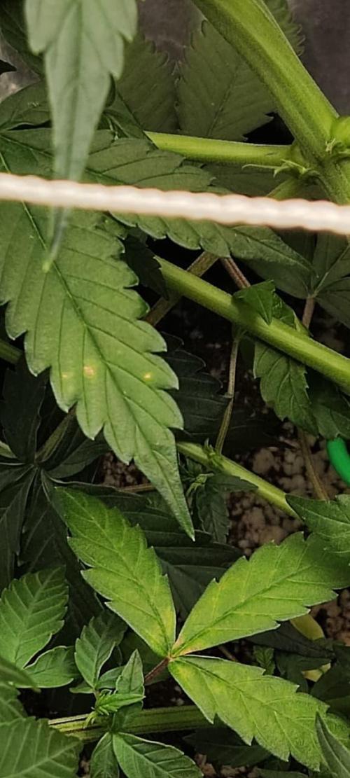 First grow ever. Week 6
