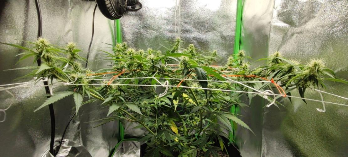 First grow ever. Week 7