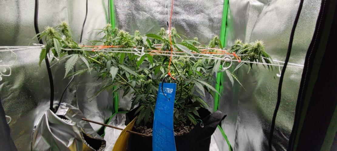 First grow ever. Week 7