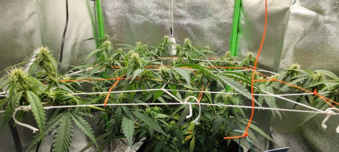 First grow ever. Week 7