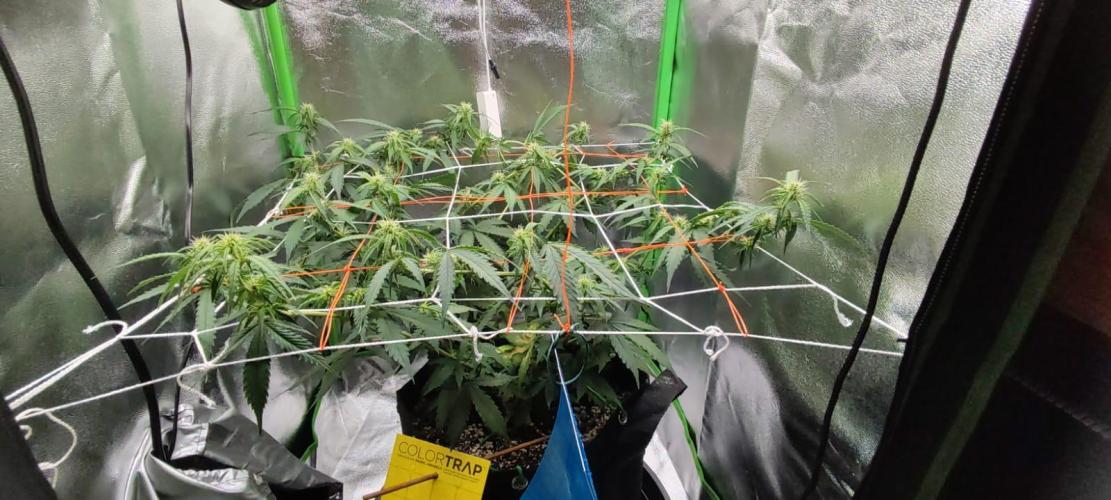 First grow ever. Week 7