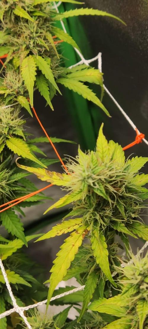 First grow ever. Week 9