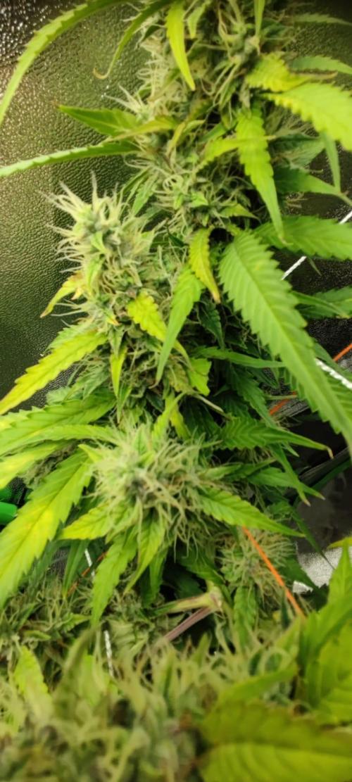 First grow ever. Week 9