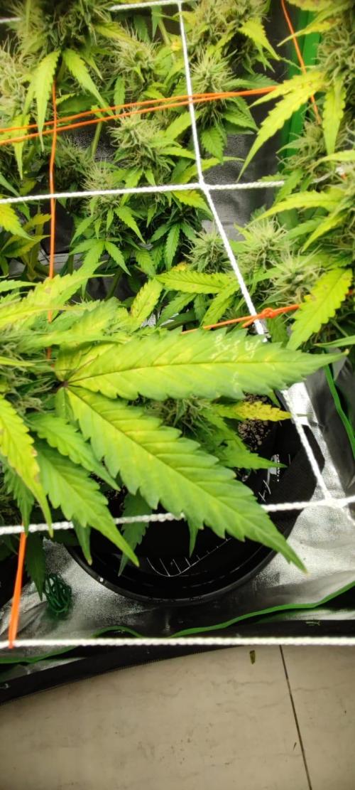 Auto Skywalker Haze. Week 9