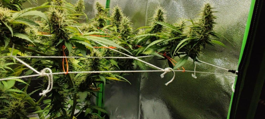 First grow ever. Week 9