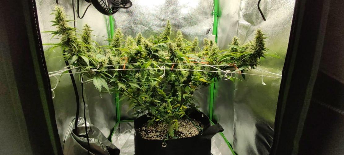 First grow ever. Week 9