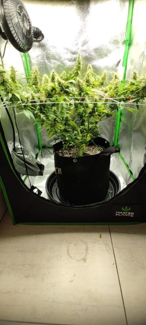 First grow ever. Week 9