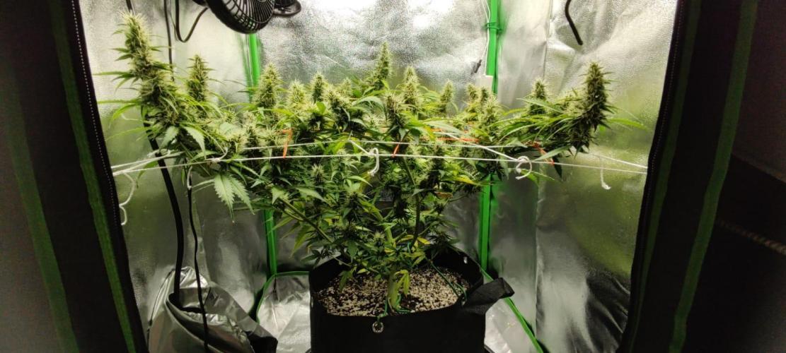 First grow ever. Week 9