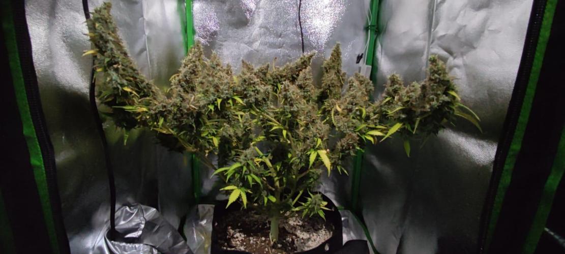 First grow ever. Week 12
