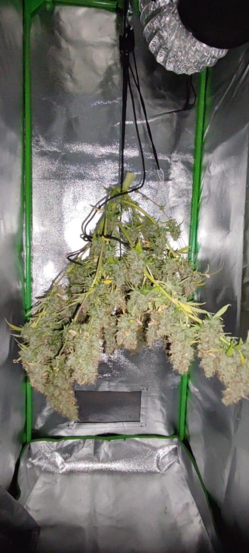 First grow ever. Week 12