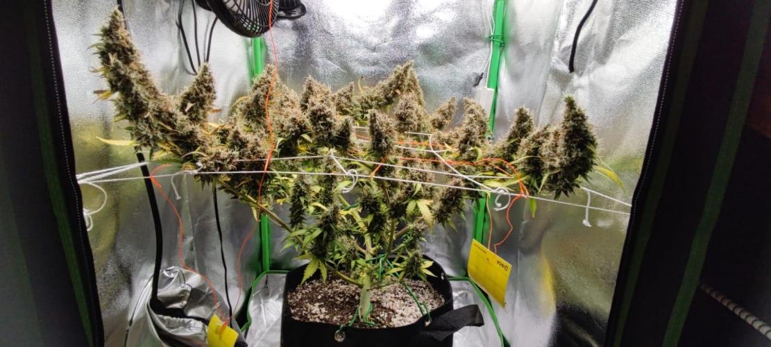 First grow ever. Week 12