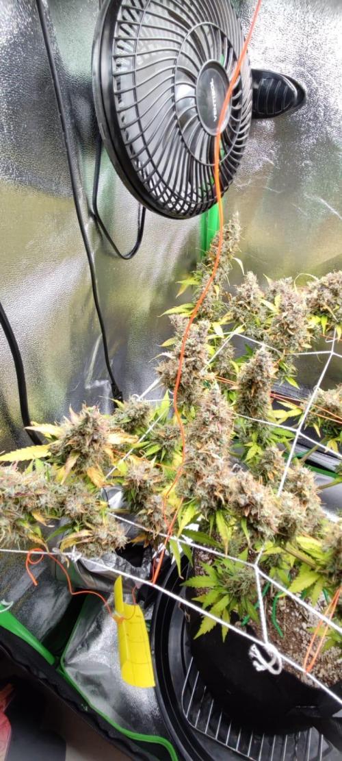 First grow ever. Week 12