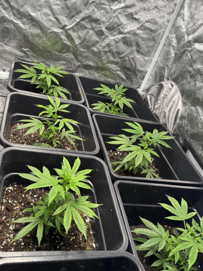 Strawberry cream. Week 1 - Week 1 veg