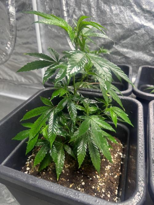 Strawberry cream. Week 3