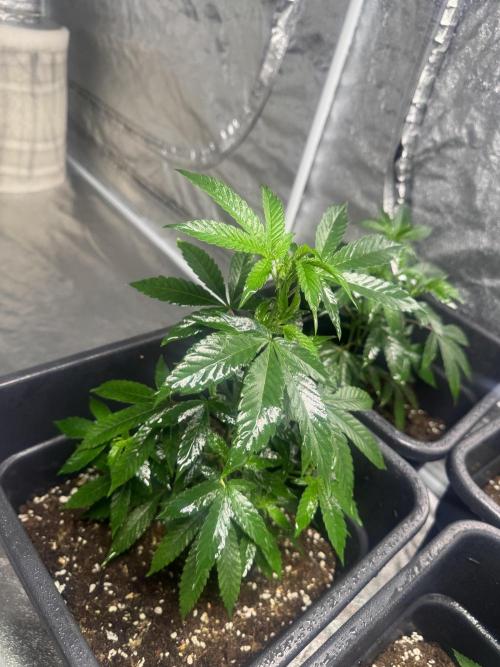 Strawberry cream. Week 3