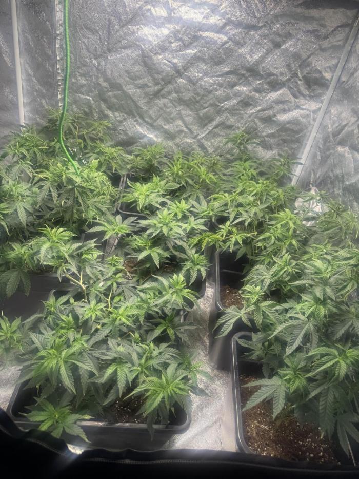 Strawberry cream. Week 7