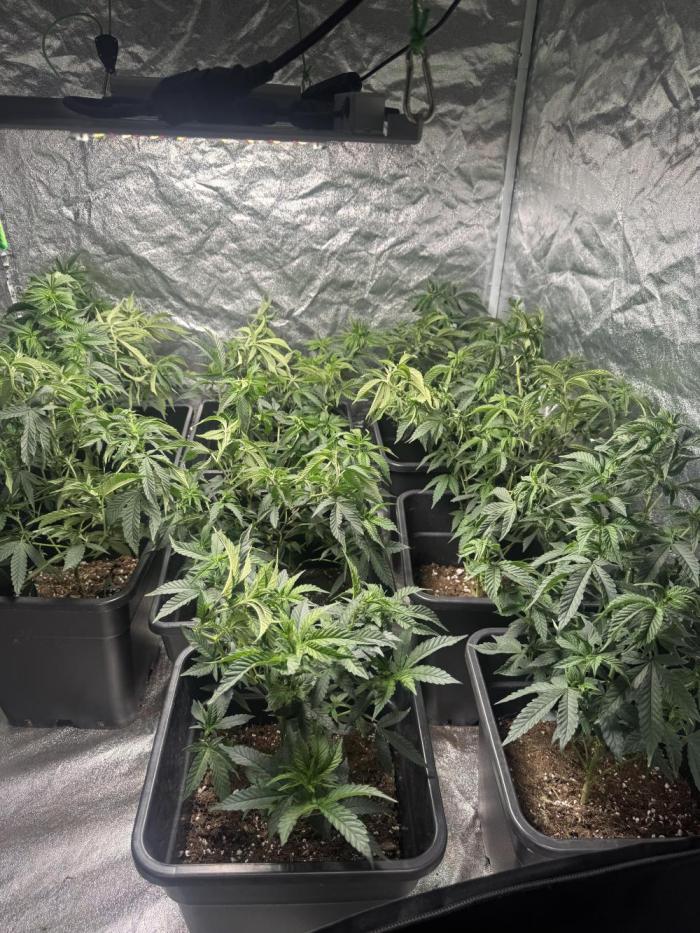 Strawberry cream. Week 10