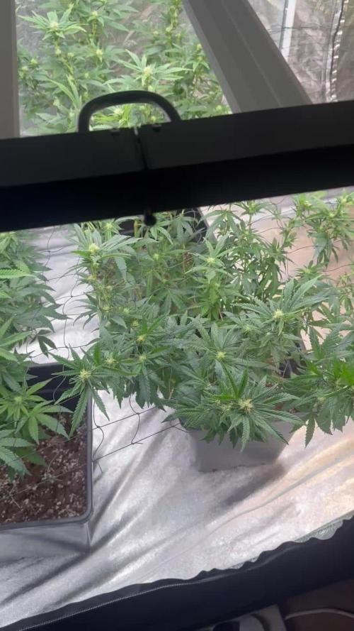 Strawberry cream