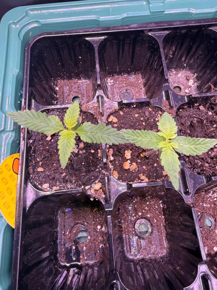 Original Sensible Seeds. Week 0