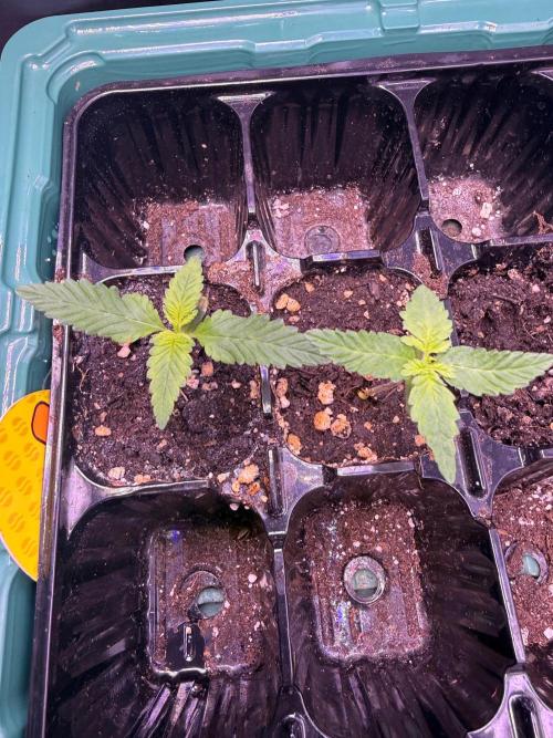 Orange Biscuit. Week 0