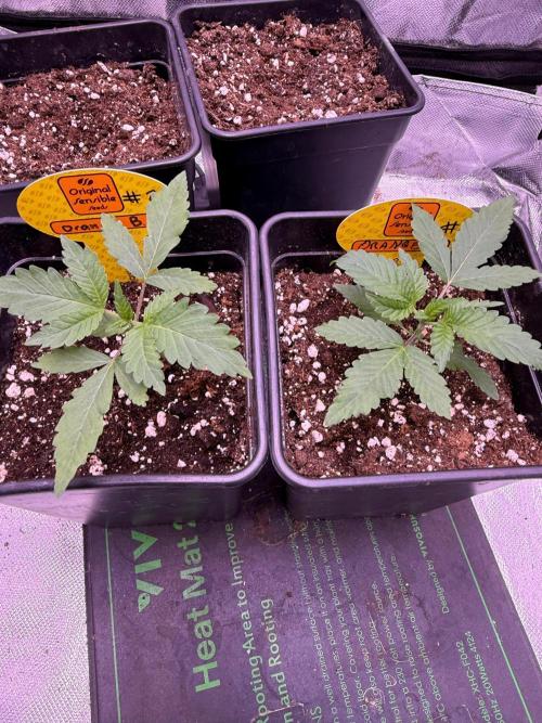 Original Sensible Seeds. Week 1
