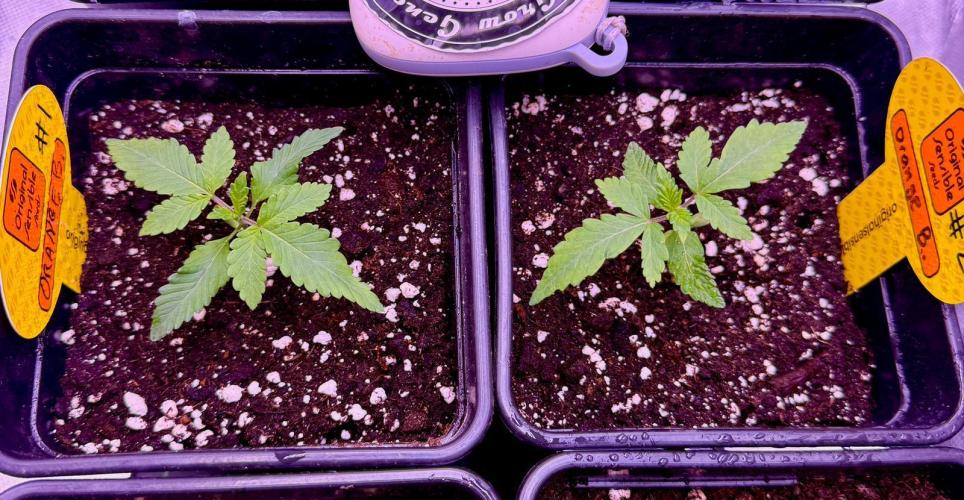 Original Sensible Seeds. Week 1